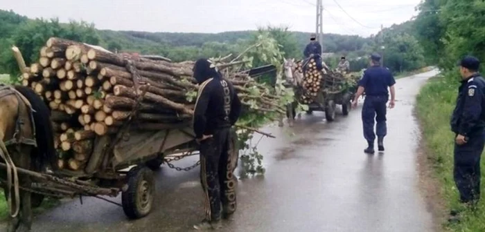 Furt de lemne cu căruţa Foto Adevărul