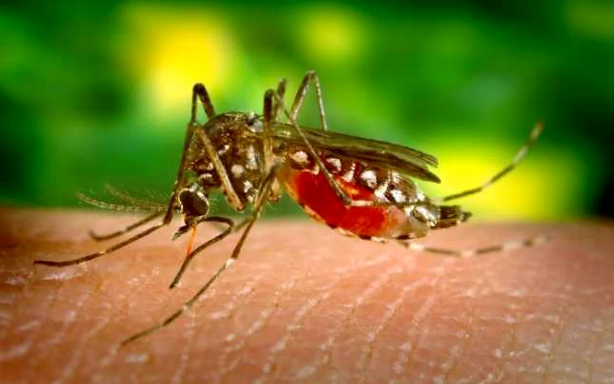 westnile