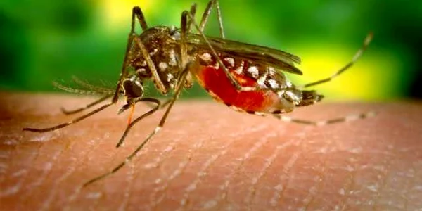 westnile
