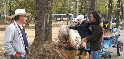 Poneiul Rocky din Parcul Central al Clujului