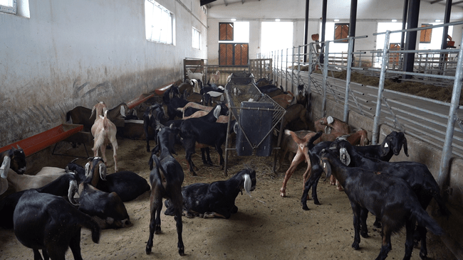Super-capra din nordul României: noua rasă care ar putea schimba piața lactatelor