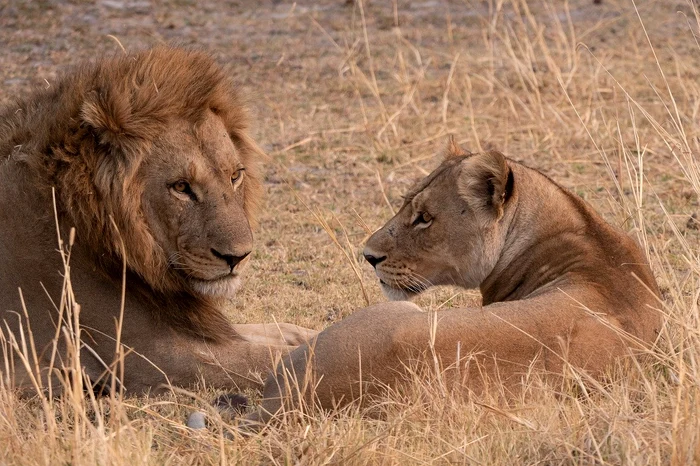 Regele animalelor poate fi admirat la el acasă. FOTO: Pixabay