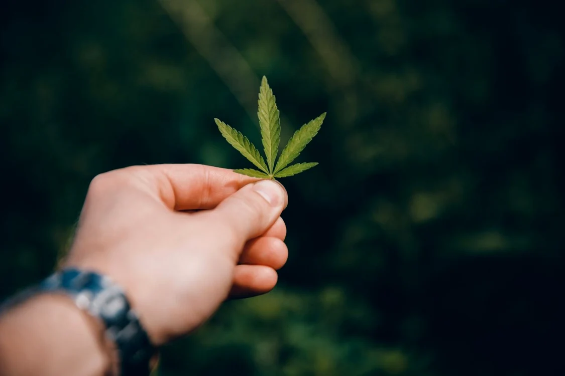 Thailanda este prima țară din Asia care a legalizat marijuana FOTO Shutterstock