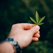 legalizare marijuana canabis foto shutterstock