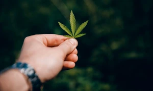 legalizare marijuana canabis foto shutterstock