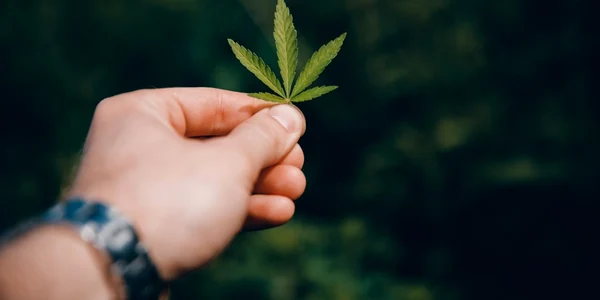 legalizare marijuana canabis foto shutterstock