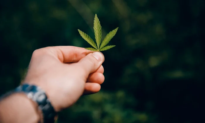 legalizare marijuana canabis foto shutterstock