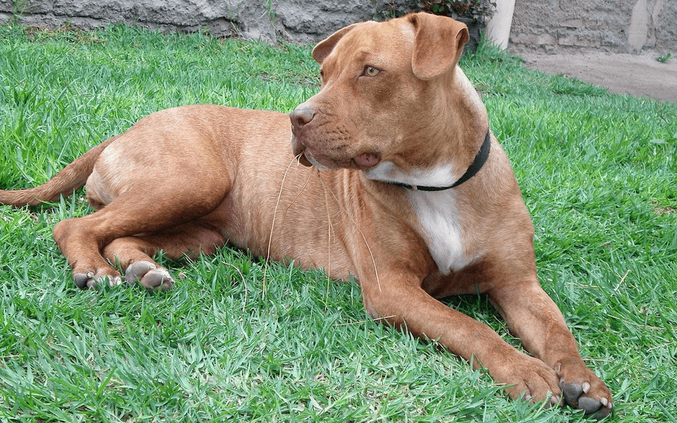 Pitbull capturat lângă o grădiniță din Deva, după ce atacase un bărbat. Câinele de luptă fusese lăsat liber