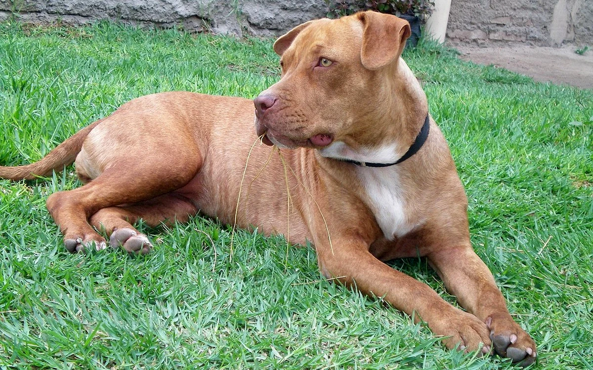 Câine Pittbull Terrier american. SURSA Wikipedia