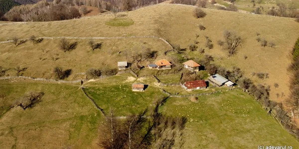 Urșici  Foto Daniel Guță ADEVĂRUL (3) JPG