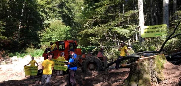 Mai mulţi activişti Greenpeace s-au legat de arbori pentru a stopa tăierile ilegale FOTO Greenpeace