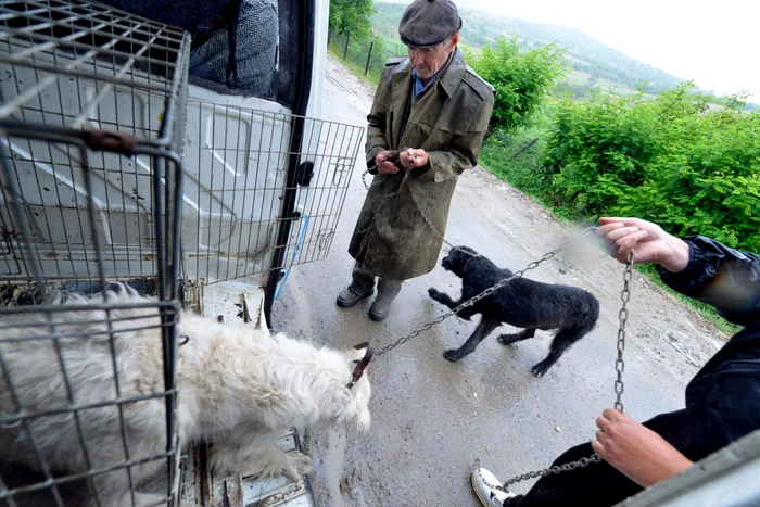 
    Sătenii şi-au adus gratis câinii la veterinar  