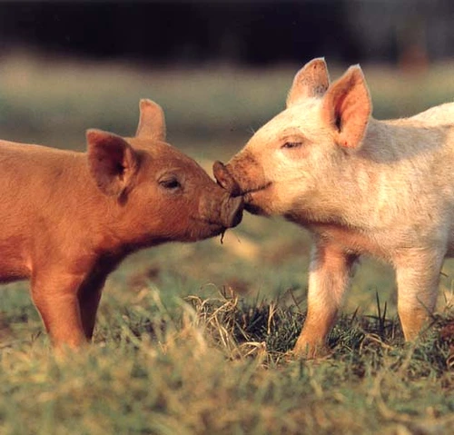 Porci