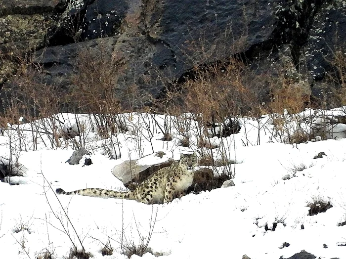 Leopardul este o prezență rară în fața ochiului uman / foto: Facebook