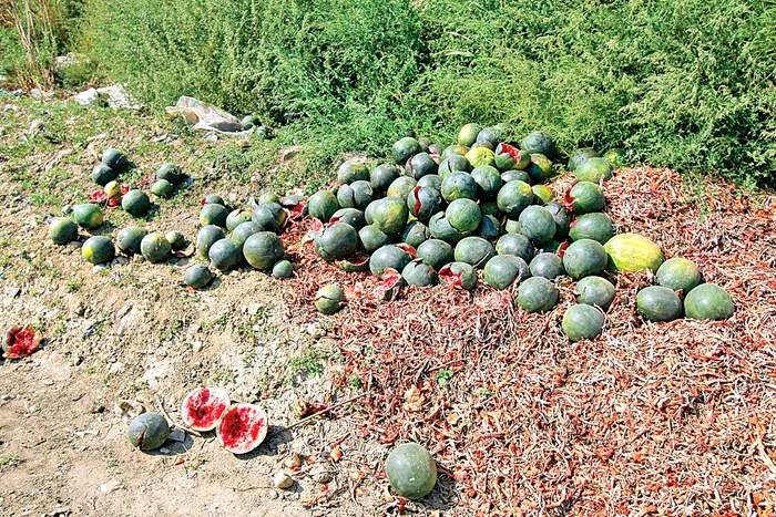Cartofii şi pepenii de Lunguleţu putrezesc pe câmp. La Bucureşti, se vând cu peste 1 leu/kilogram