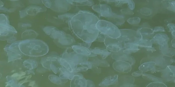 meduze captura video jpg