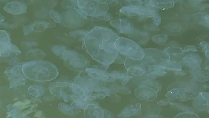 Invazie de meduze la Marea Neagră. FOTO captură StirileProtv