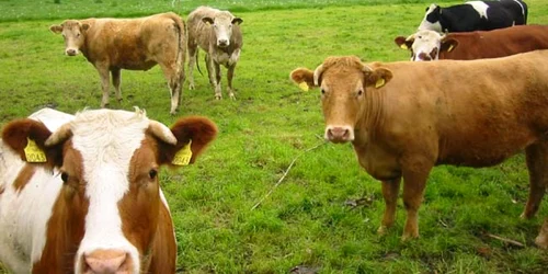 Plăţile se acordă doar crescătorilor de bovine