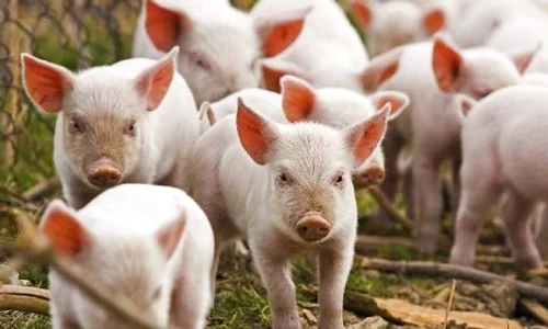 incendiu ferma porci braila pesta porcina jpeg