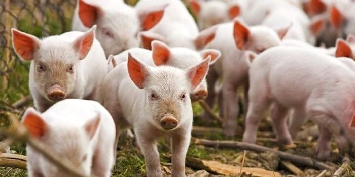 Peste 10.000 de porci se aflau la fermă în momentul izbucnirii incendiuluifoto: Arhiva Personală