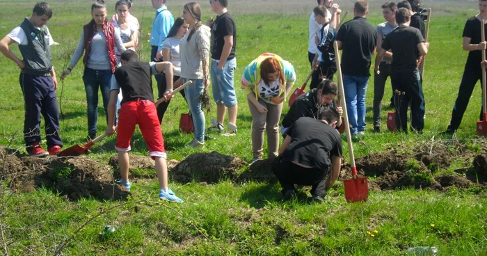 1200 de puieţi vor fi plantaţi în Teleorman (foto arhivă)