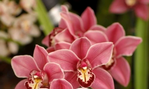 1 47940 original jpg jpeg