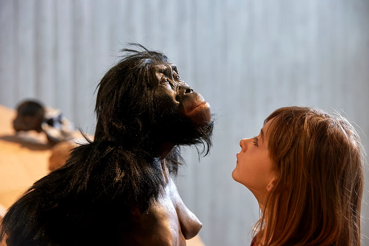 Lucy (Australopithecus afarensis), reconstituire șa Neanderthal Museum din Mettmann (© Wikimedia Commons)