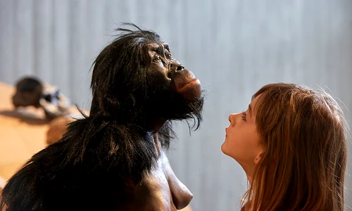 Lucy (Australopithecus afarensis), reconstituire șa Neanderthal Museum din Mettmann (© Wikimedia Commons)