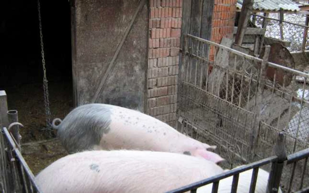 Oamenii au consumat carnea de porc acum o lună