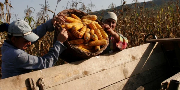 Tinerii plănuiau să vândă sutele de kilograme de porumb (Foto arhiva Adevărul)