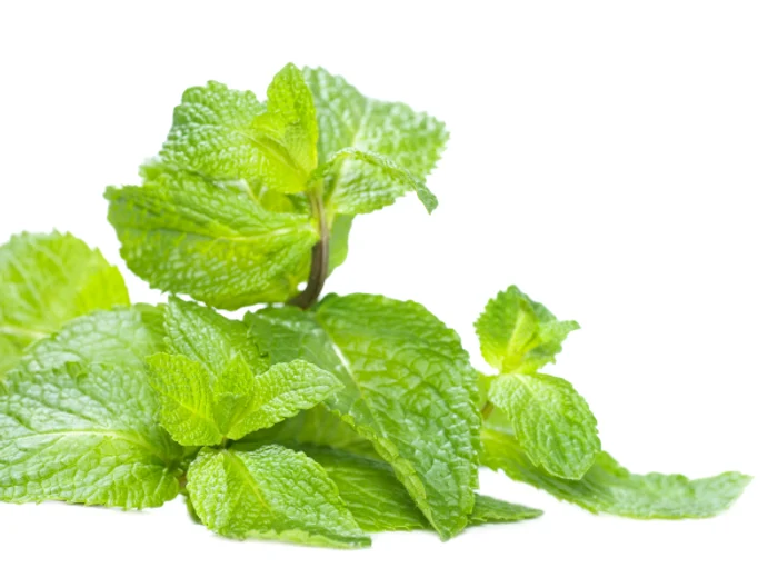 Pe lângă faptul că stimulează sistemul digestiv, menta este recomandată celor care suferă de anxietate.www.clicksanatate.ro