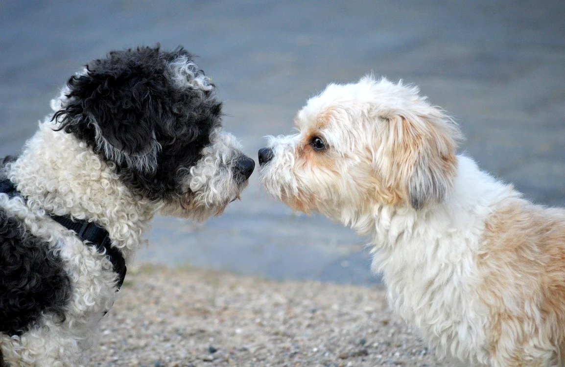 Servicii veterinare oferite pentru animalele din comunități defavorizate / foto: Pixabay
