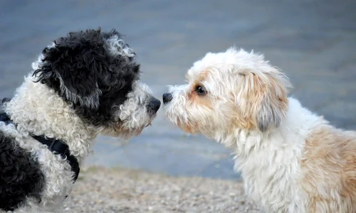 dogs 7993595 1280 jpg
