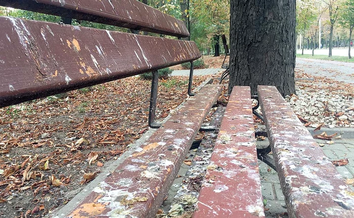 
    Băncile sunt pline  de excremente de la  ciorile care și-au stabilit  aici cartierul general  