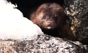 Sunt în derulare studii pentru a afla cum şi de ce nurcile au contractat şi răspândit coronavirusul jpeg