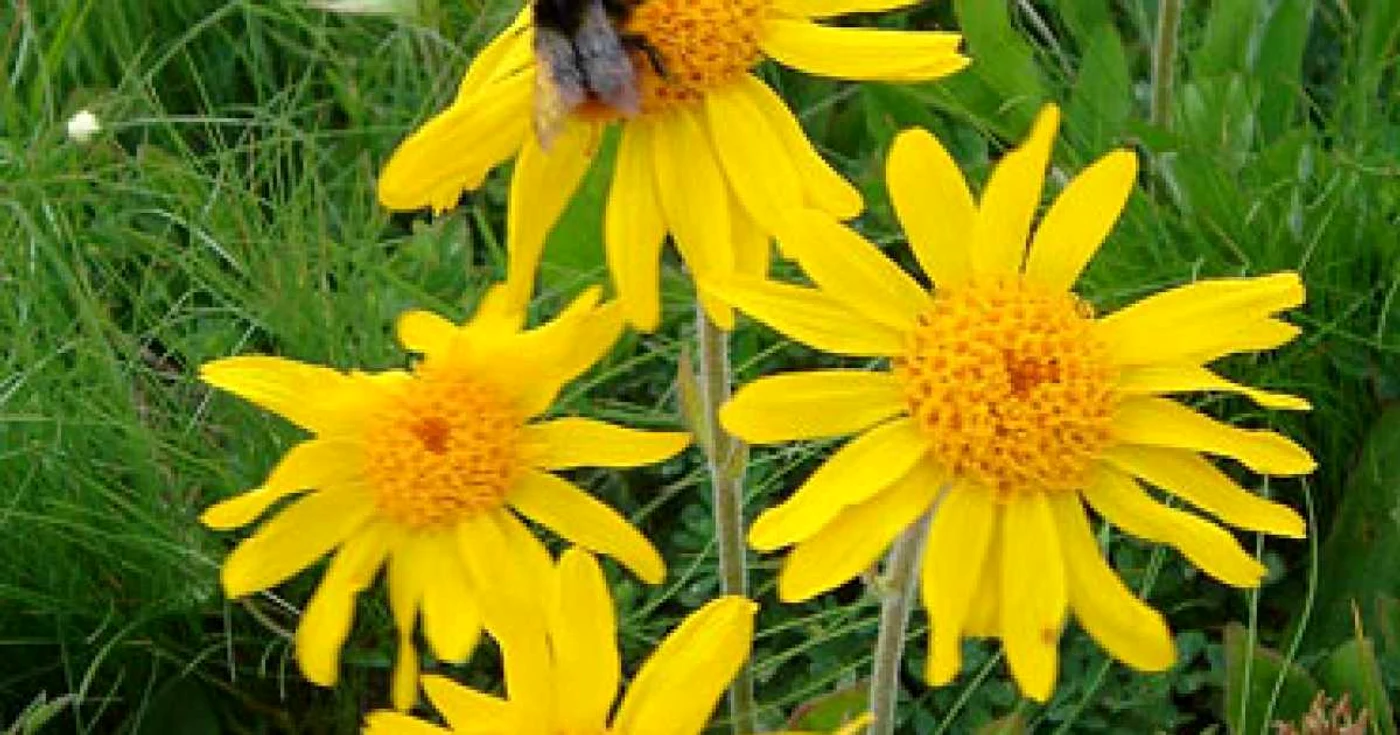 Arnica alungă durerile