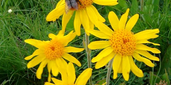 Arnica alungă durerile