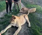 Culiță, în compania leilor foto Instagram