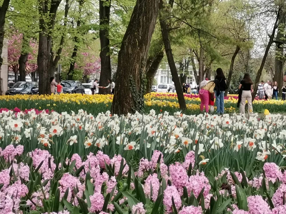 Simfonia florilor în Parcul Justiției FOTO Ștefan Both