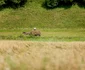 În Mălâncrav, oamenii se reconectează cu natura. FOTO: Radu Cristian