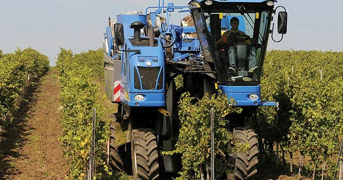 La Recaş au fost aduse, acum doi ani, utilaje speciale pentru cules struguri. FOTO: recaswine.ro