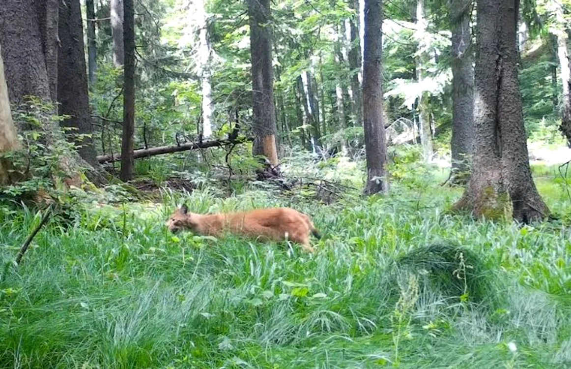 Răsul trece prin fața camerei de supraveghere FOTO Parcul Natural Apuseni