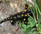 Fauna din Parcul Național Buila Vânturarița parte a geoparcului Oltenia de Sub Munte Sursă Charlie Ottley Facebook