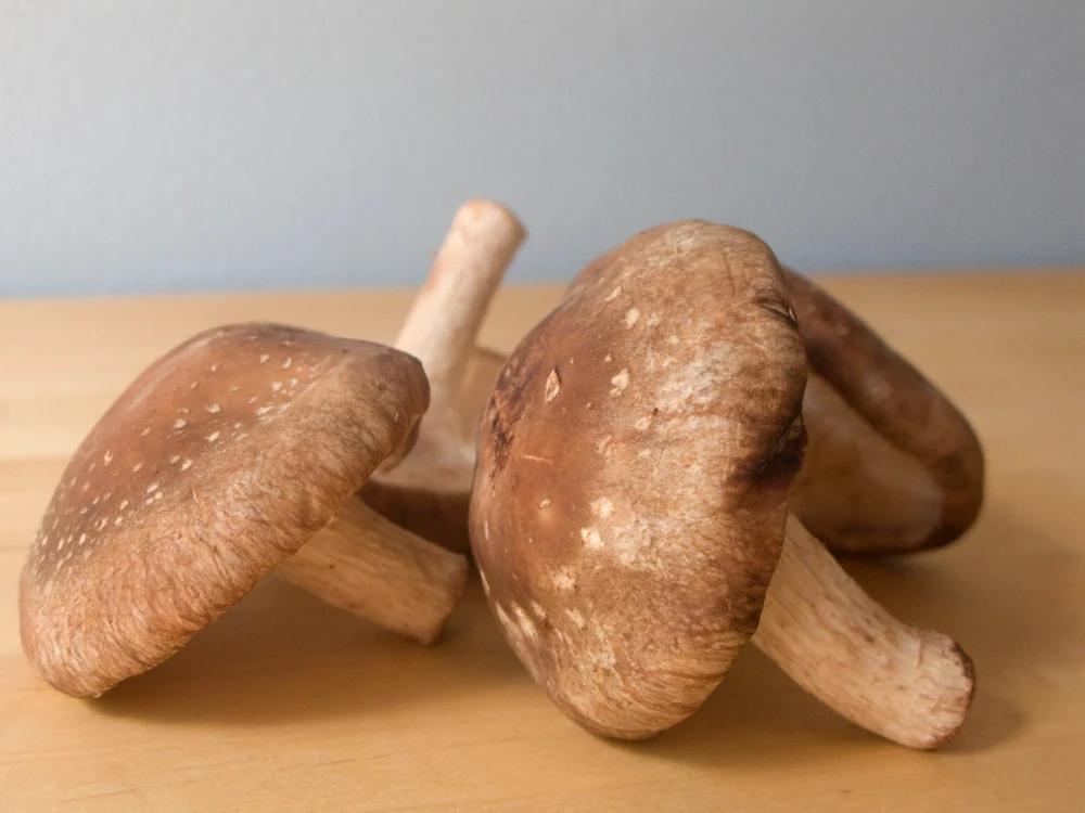 Ciuperci shiitake