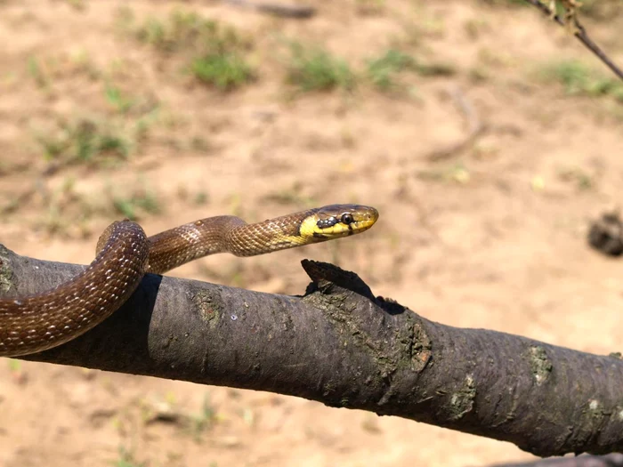 Șarpele lui esculap este un foarte bun cățărător FOTO retezat.ro