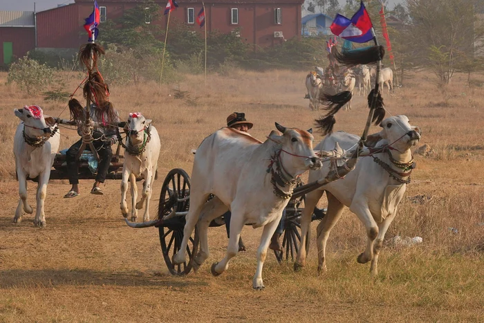 Cursă cu căruțe trase de boi în Cambodgia