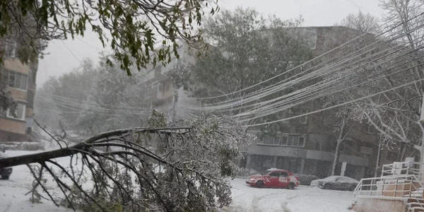 Copaci căzuți din cauza vremii extreme   Foto Facebook Primăria Tulcea jpg