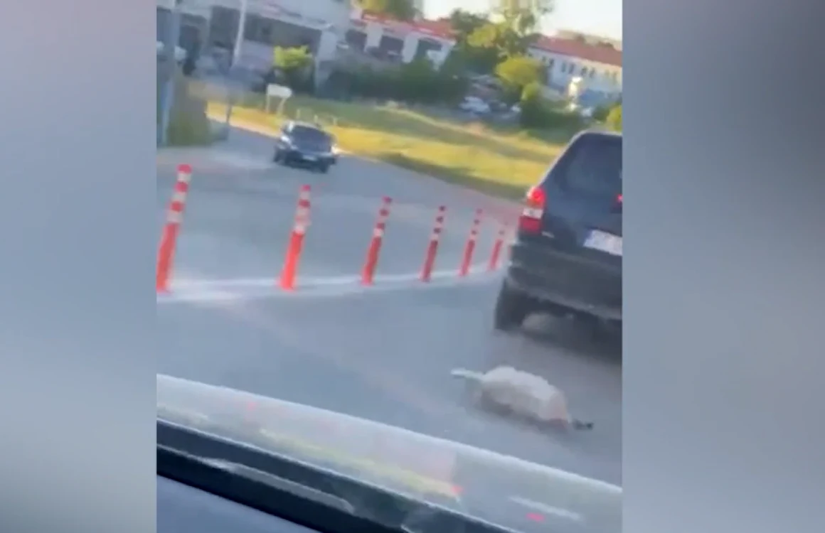 toba zboară în trafic