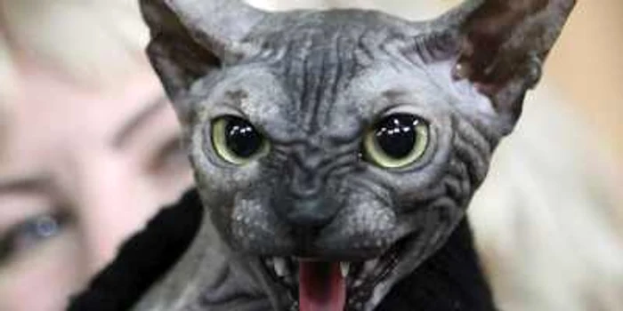 În ciuda aspectului lor fioros, pisicile din rasa Don Sphynx sunt afectuoase, sociabile şi foarte inteligente.