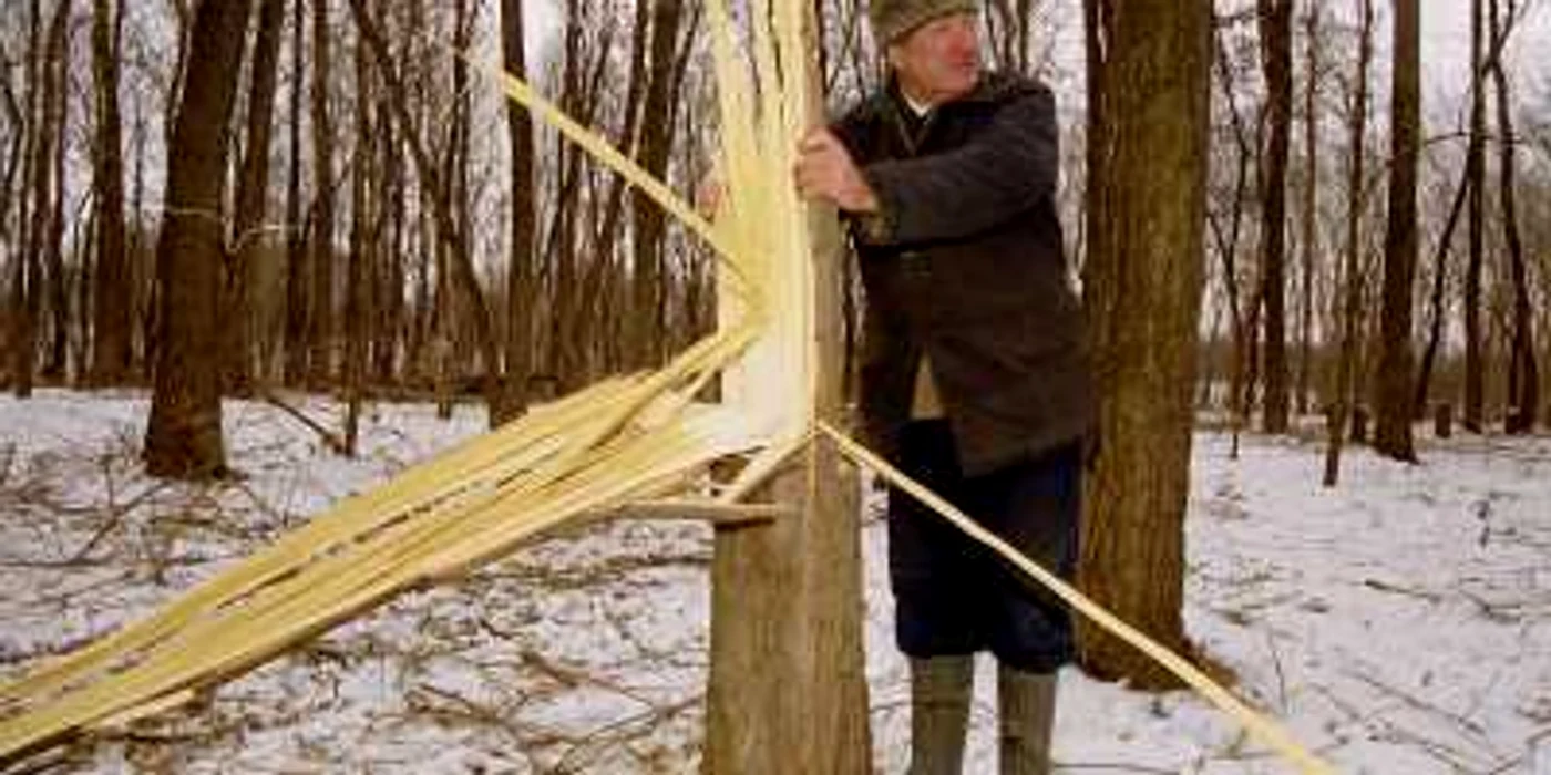 Zeci de hectare de pădure au fost tăiate ilegal doar în ultimii ani